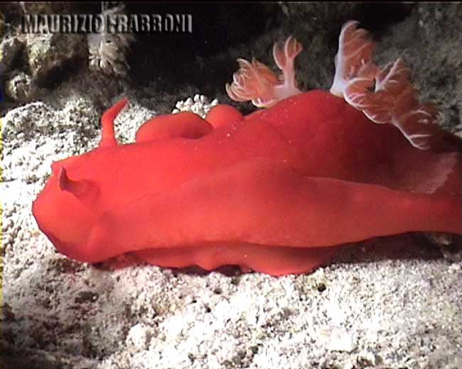  hexabranchus sanguineus.jpg - 43414 Bytes